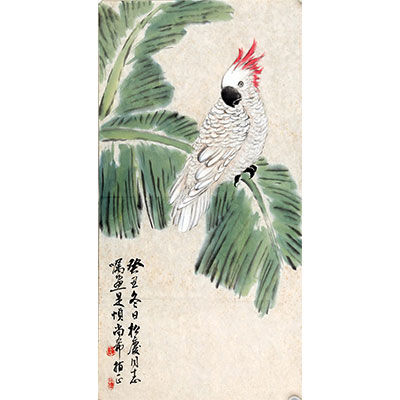 芭蕉鹦鹉