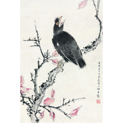红叶八哥
